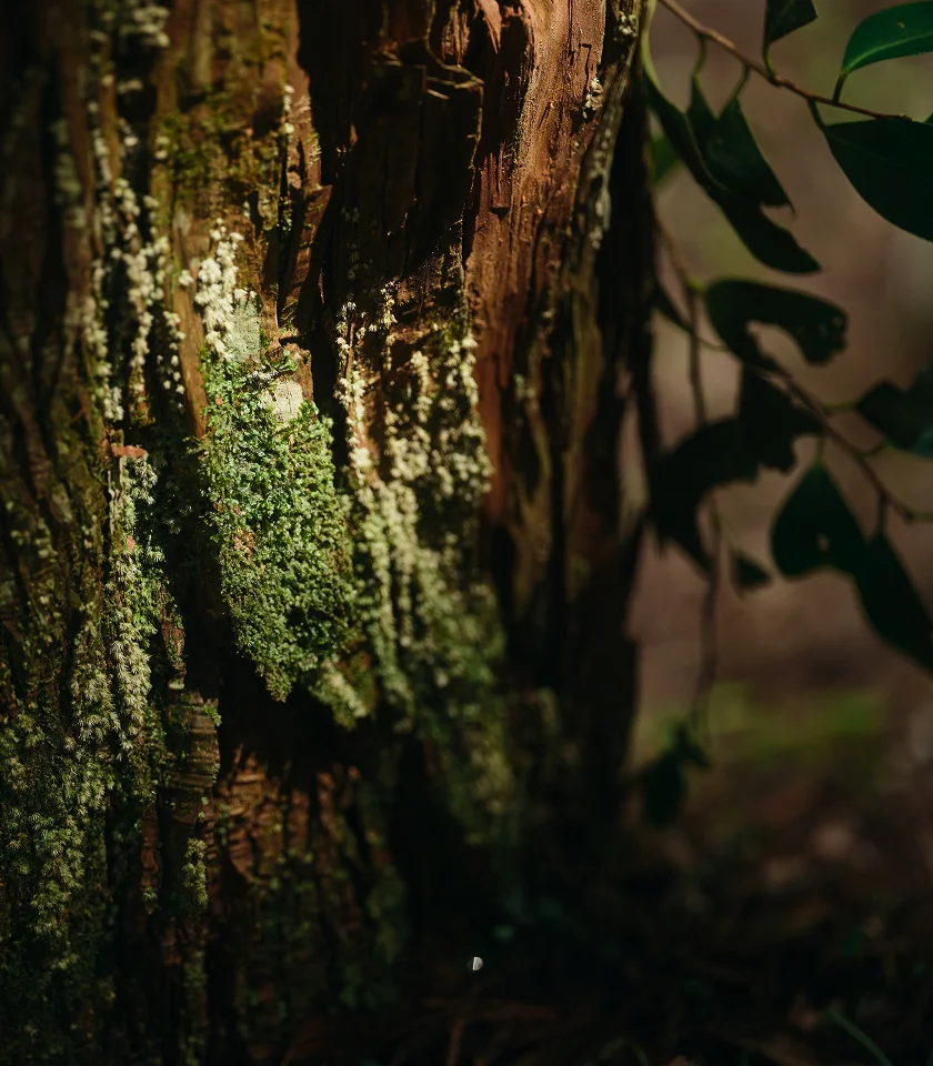 メッセージイメージ